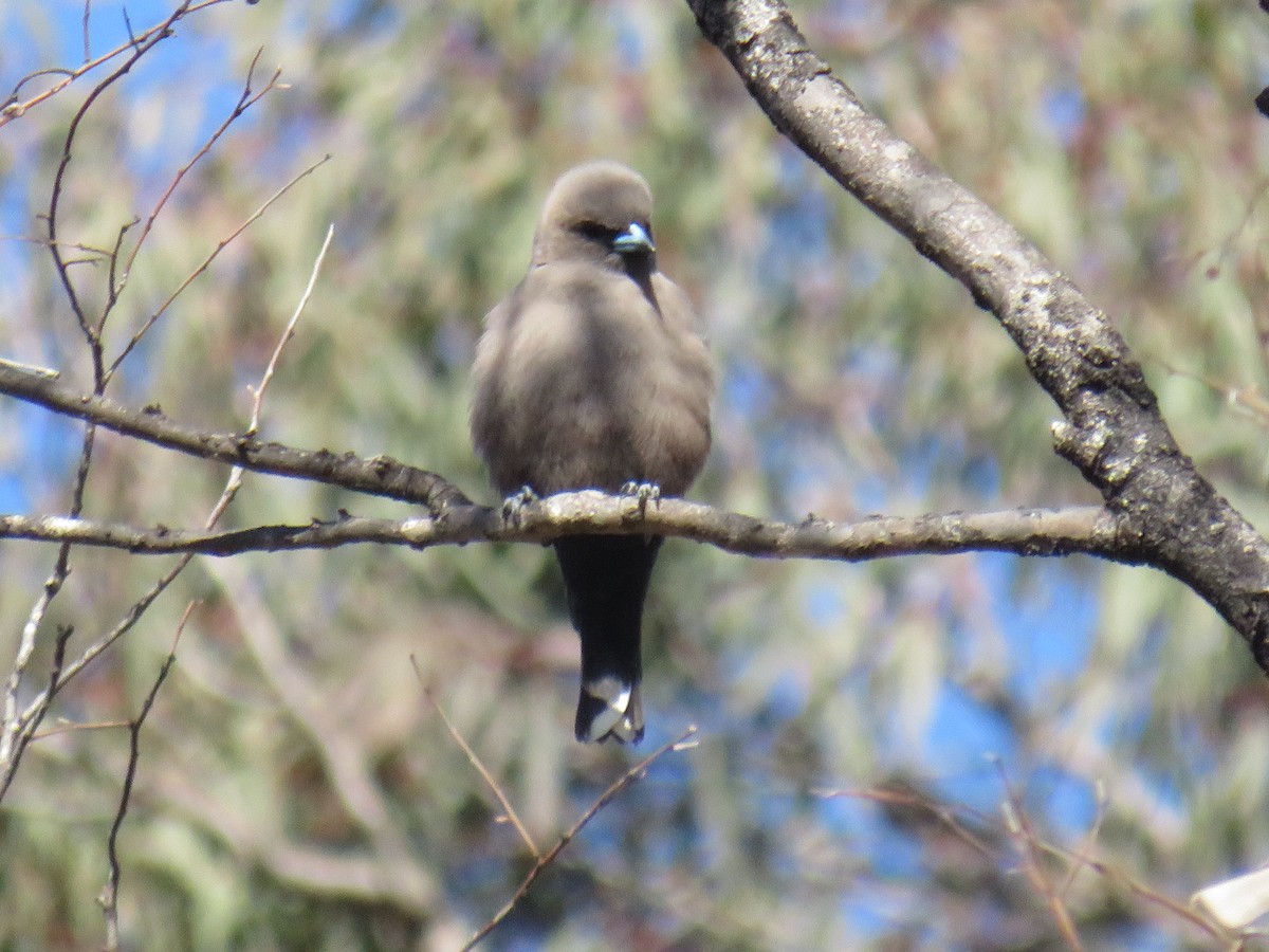 Dusky Woodswallow - ML254179141