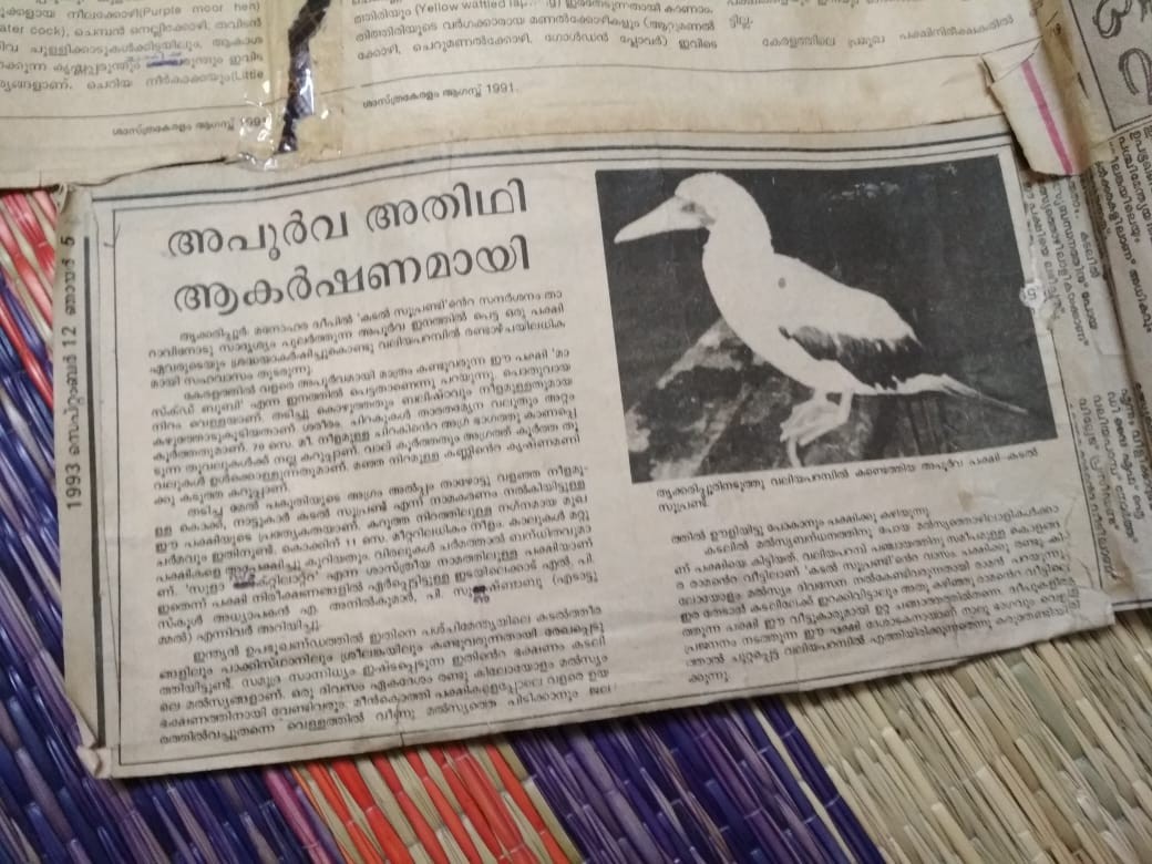 Masked Booby - India Bird Digitization (Group Account)