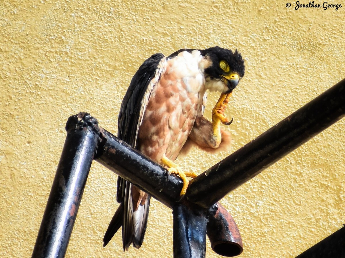 Peregrine Falcon - ML254179521