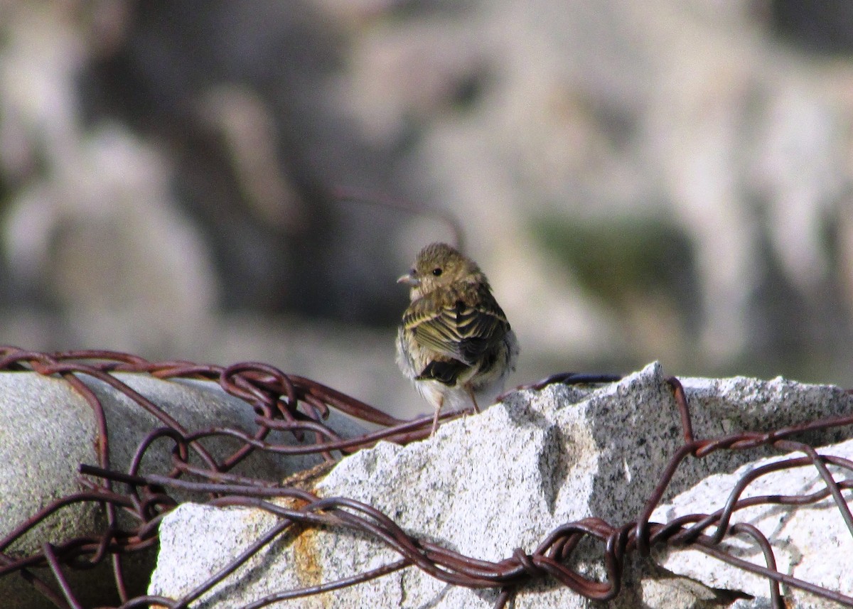 Twite - Siddhesh Surve