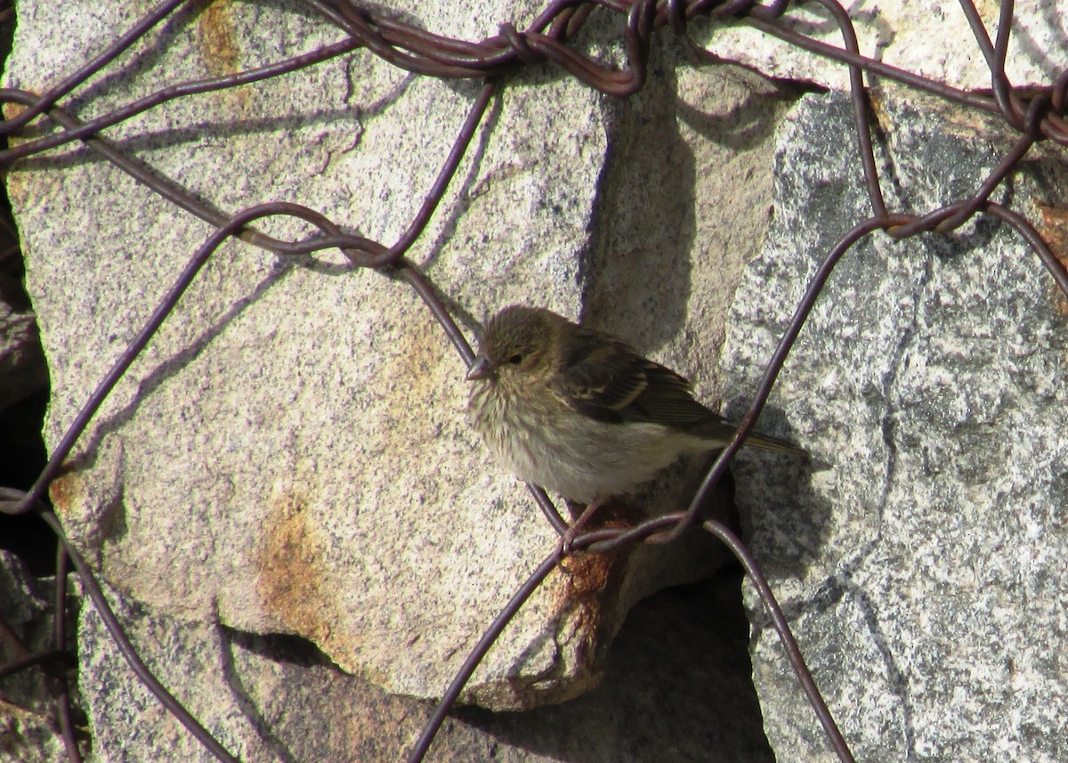 Twite - ML254181201