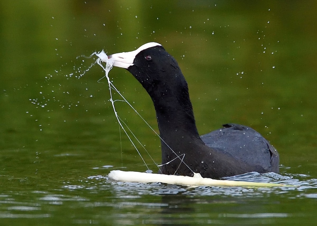 American Coot (White-shielded) - ML254181321