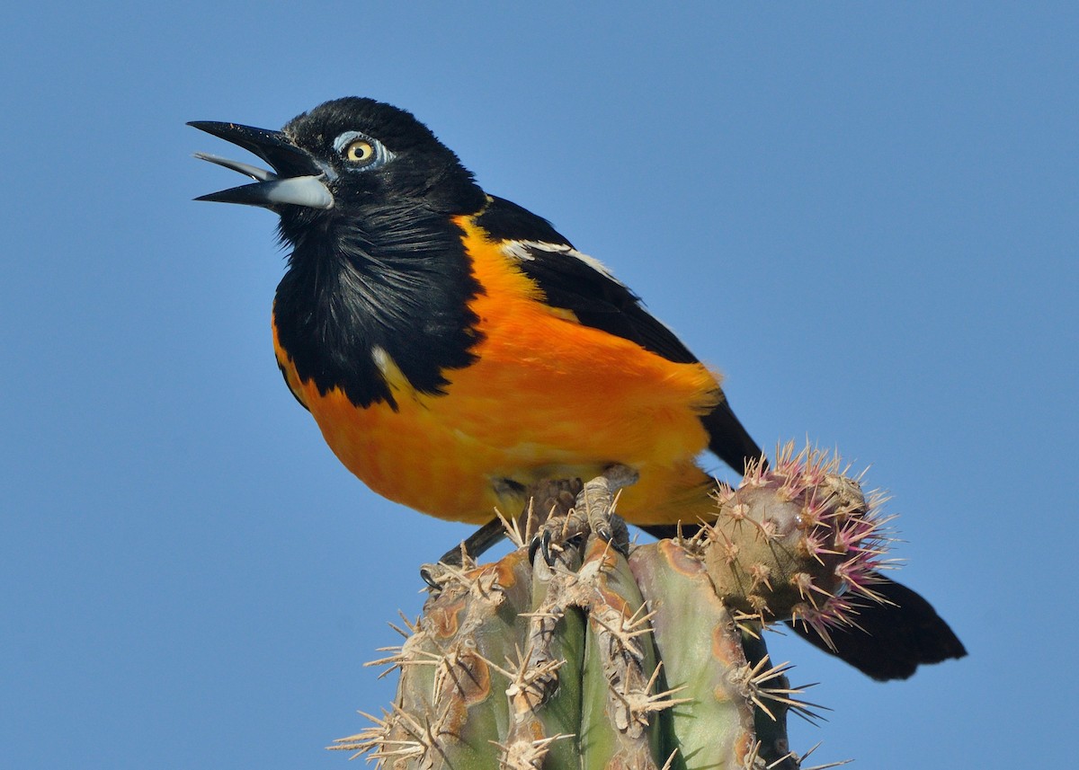 Venezuelan Troupial - ML254181651