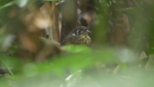 White-lored Antpitta - ML254181711