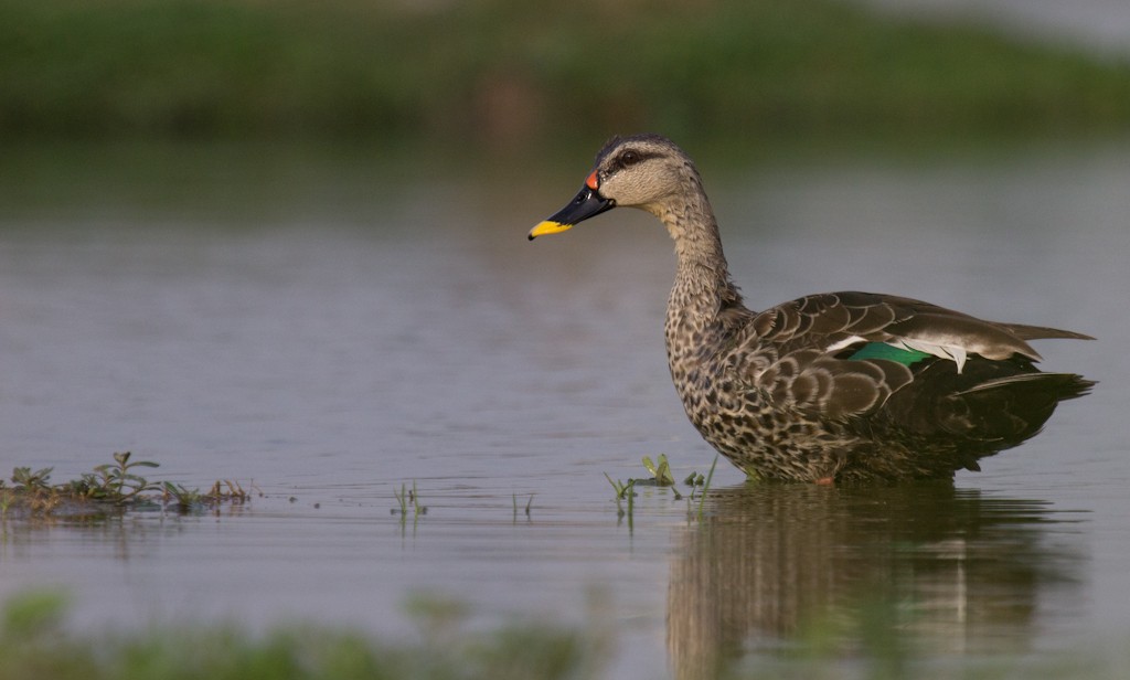 Indian Spot-billed Duck - ML254182171