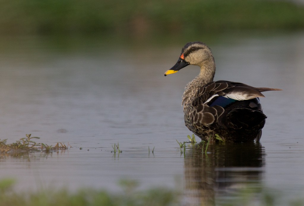 Indian Spot-billed Duck - ML254182181
