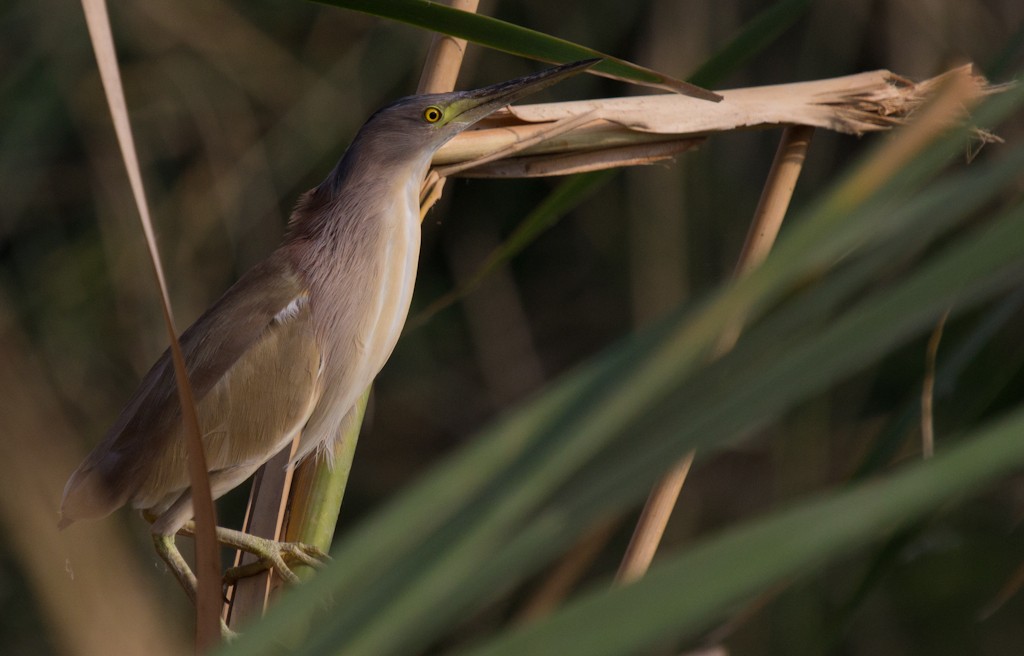 Yellow Bittern - ML254182441