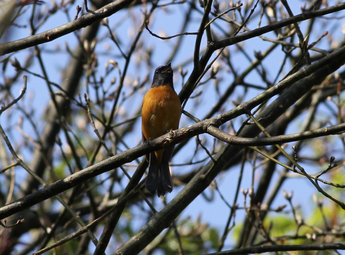 Taiwanblauschnäpper - ML254182641