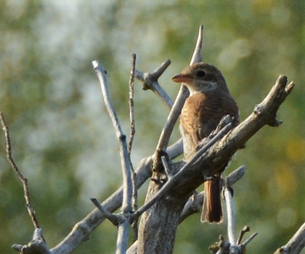 Red-backed Shrike - ML254184061