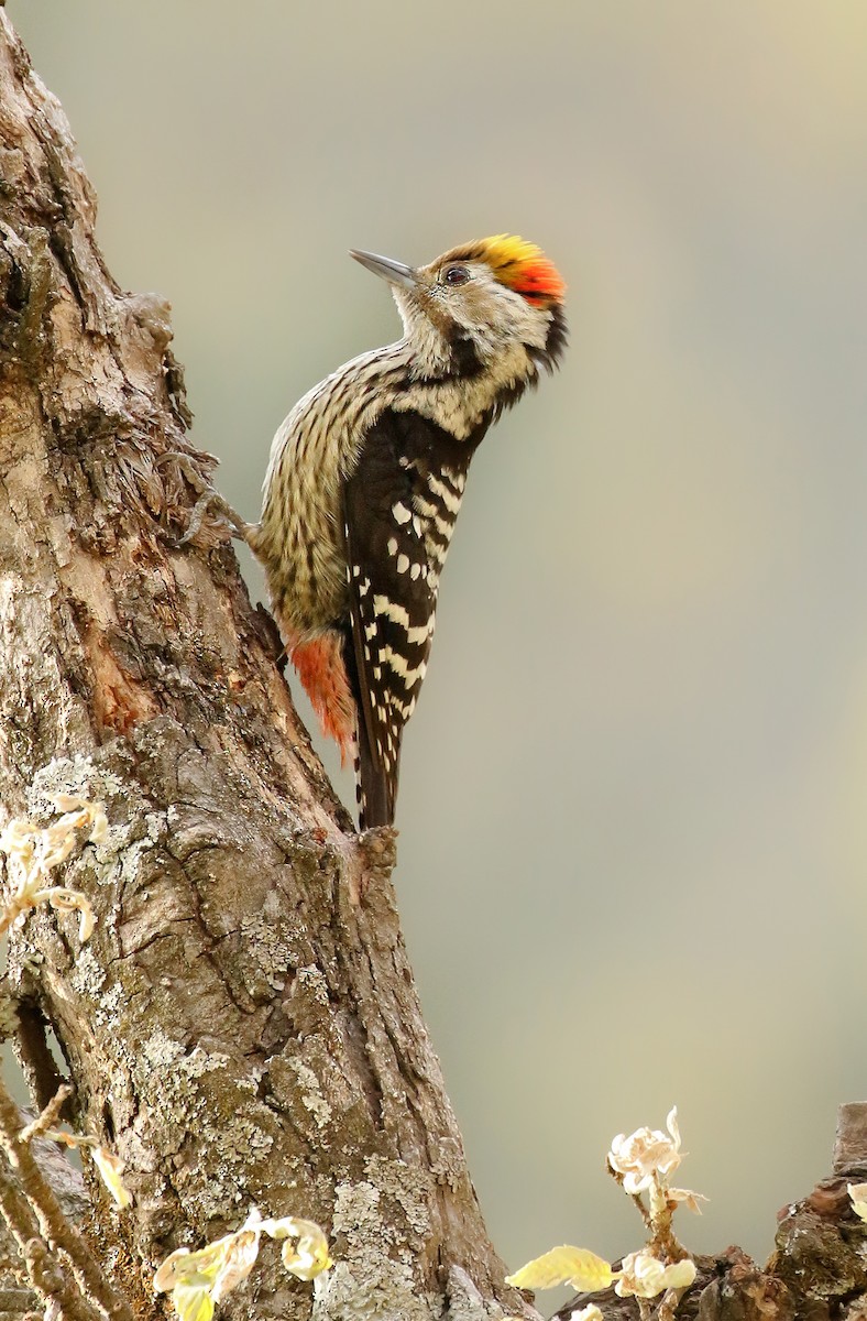 Brown-fronted Woodpecker - ML254186181