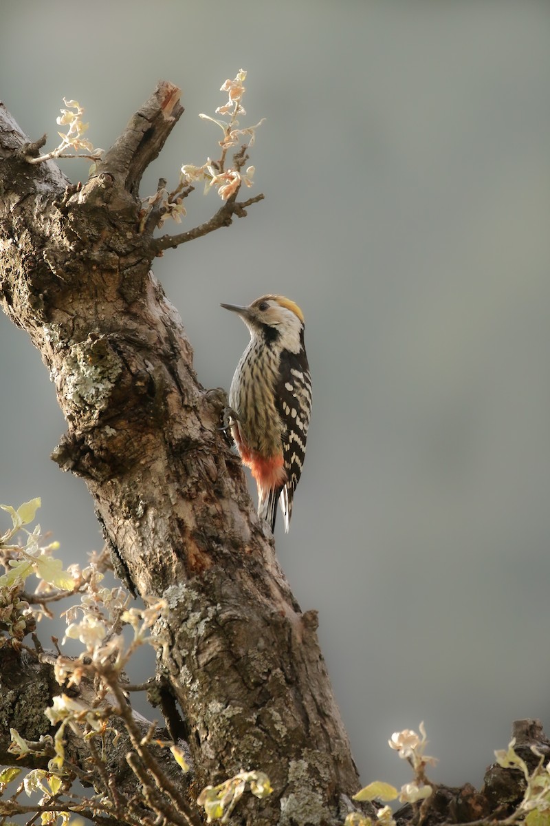 Brown-fronted Woodpecker - ML254186241