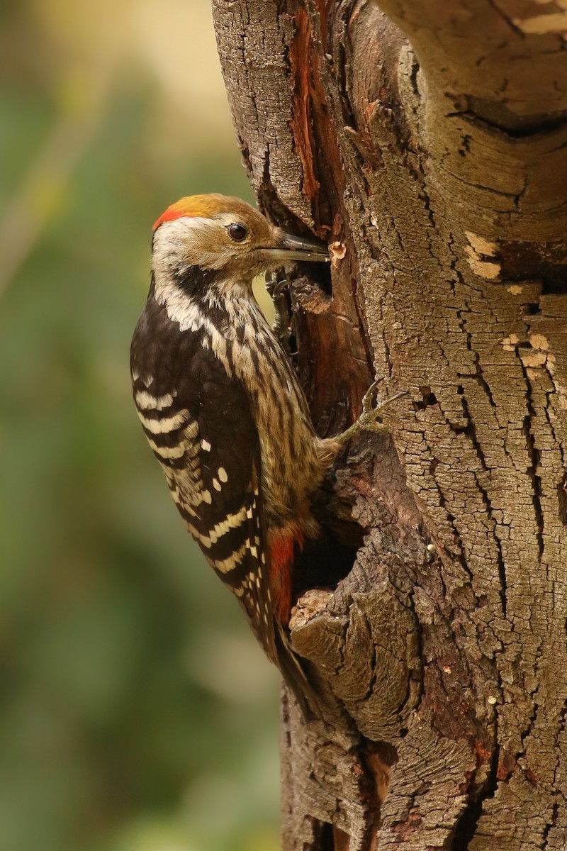 Brown-fronted Woodpecker - ML254186801