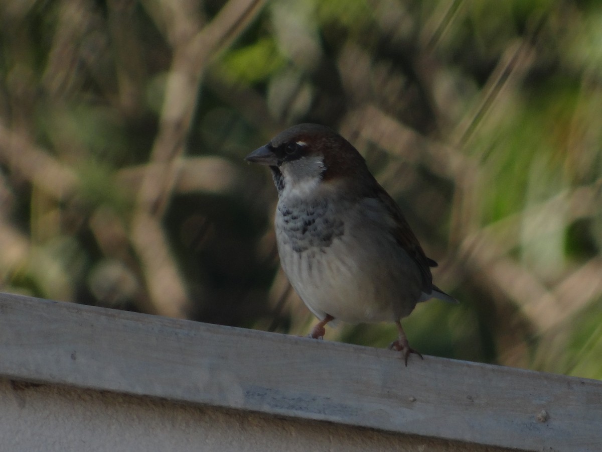 House Sparrow - ML254188951