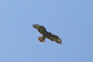 Common Buzzard (Western) - ML254190091