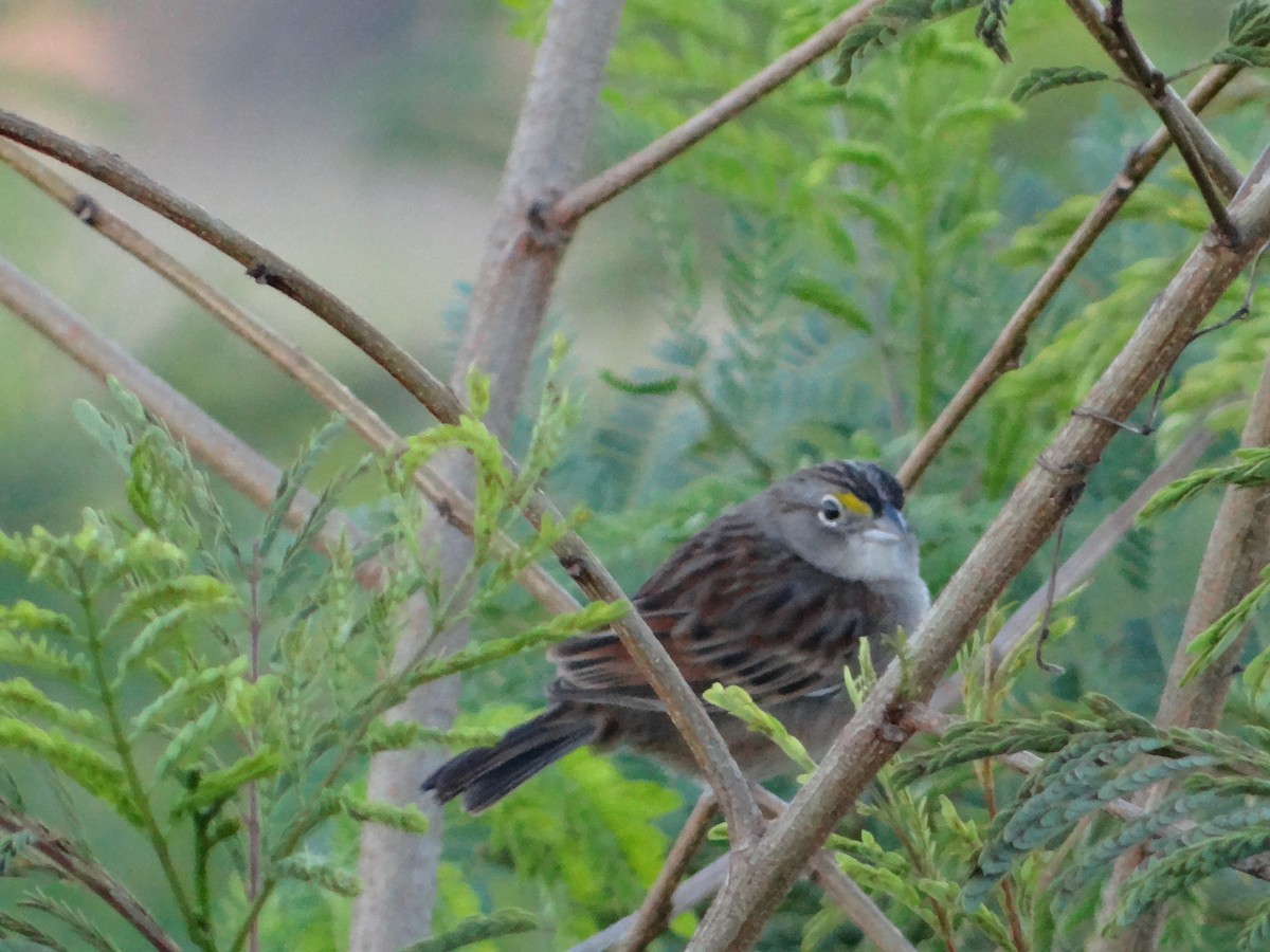 Rufous-collared Sparrow - ML254190671