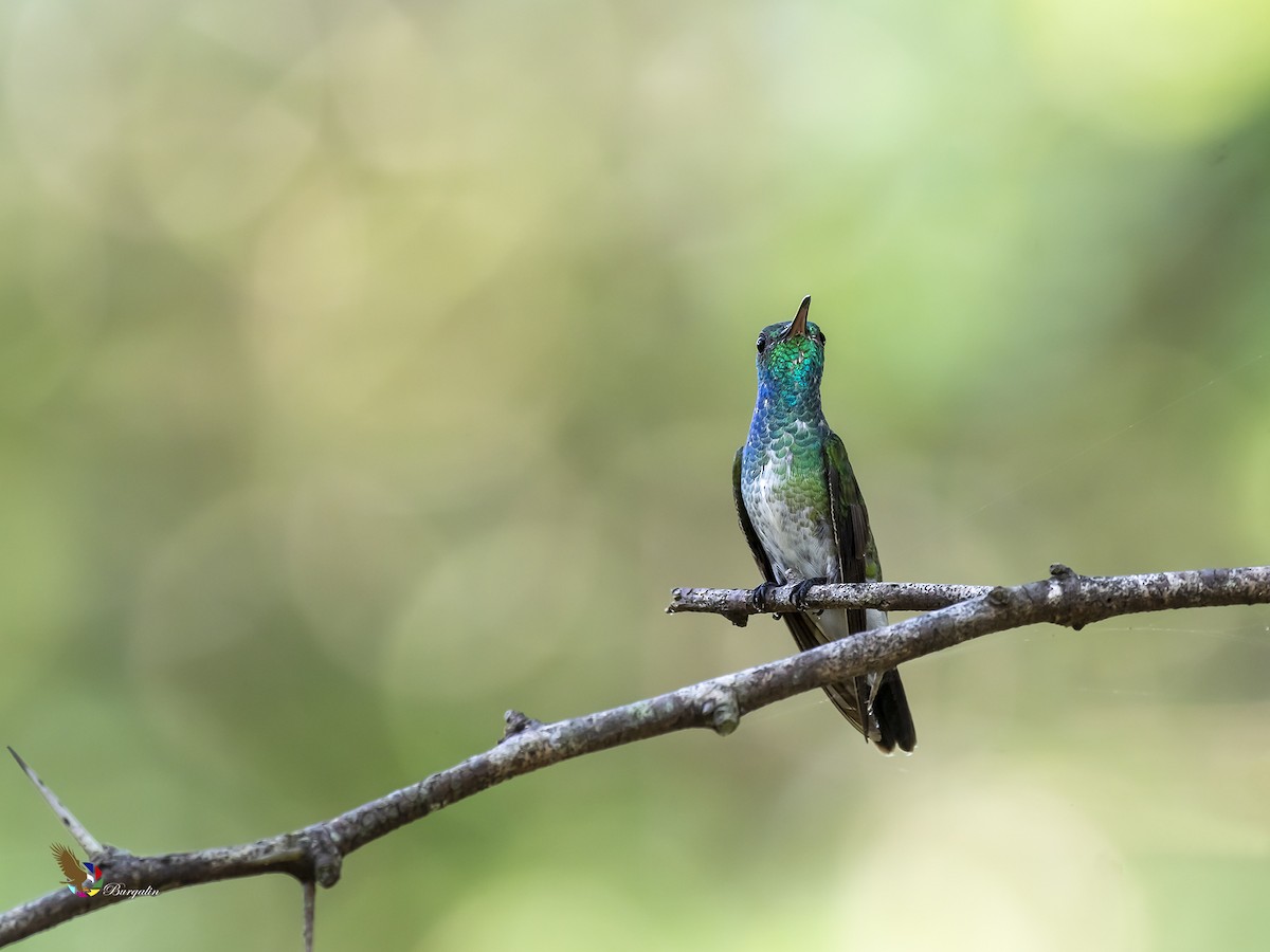 Mangrove Hummingbird - ML254191311