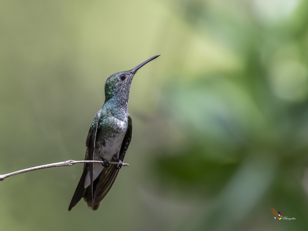 mangrovekolibri - ML254191321