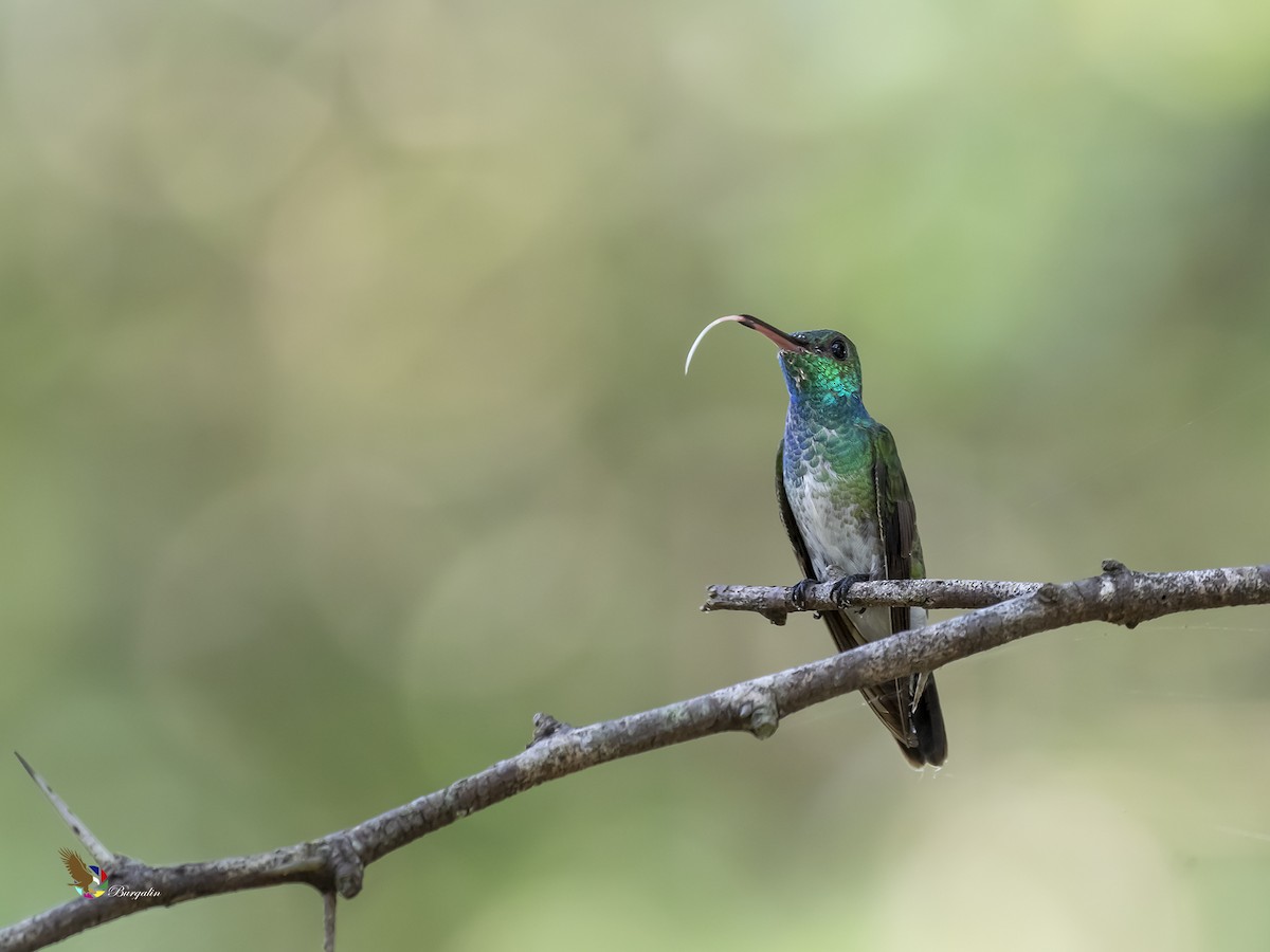 mangrovekolibri - ML254191331