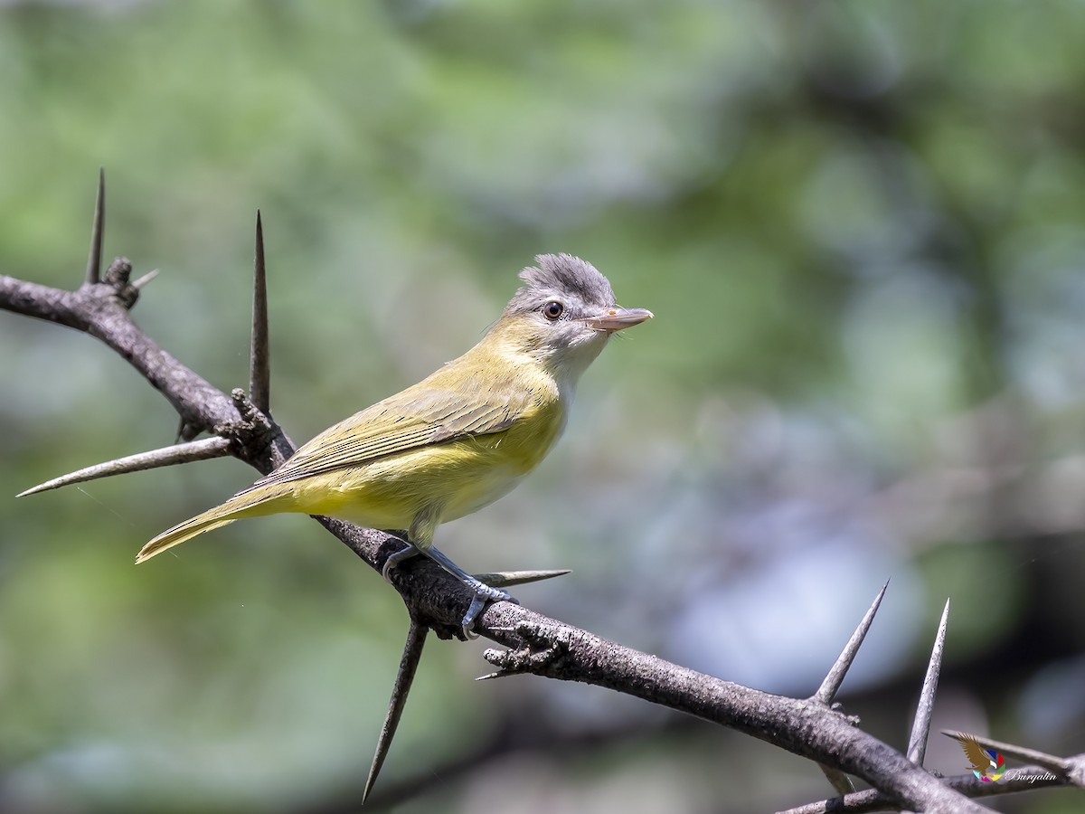 Yellow-green Vireo - ML254191451