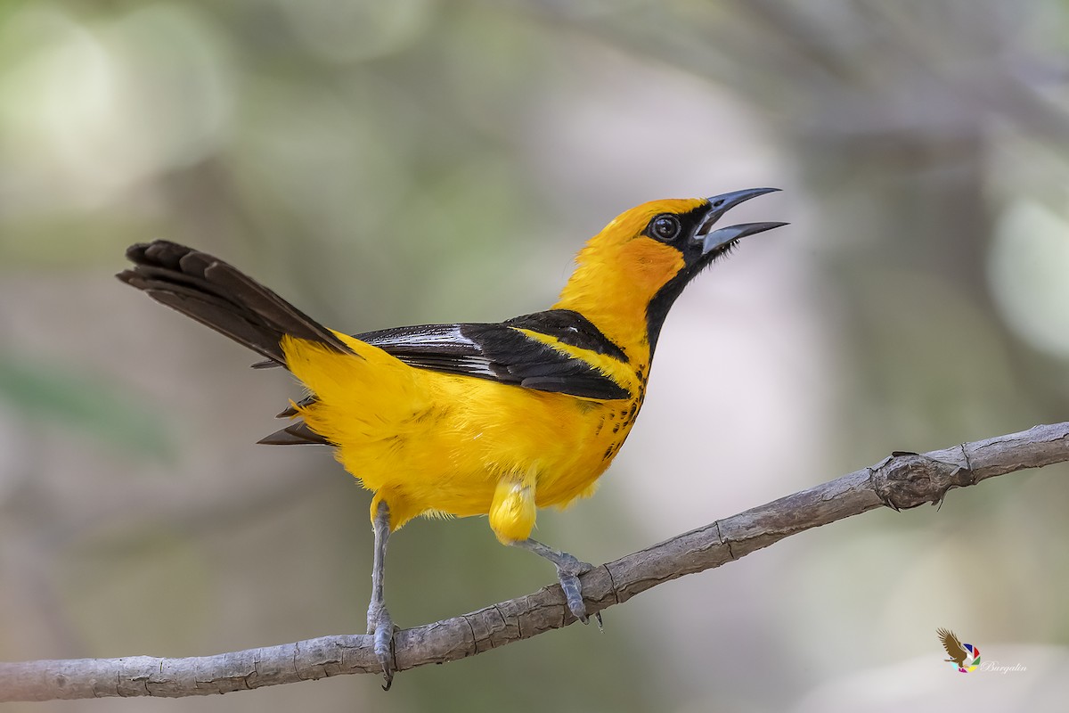 Spot-breasted Oriole - fernando Burgalin Sequeria