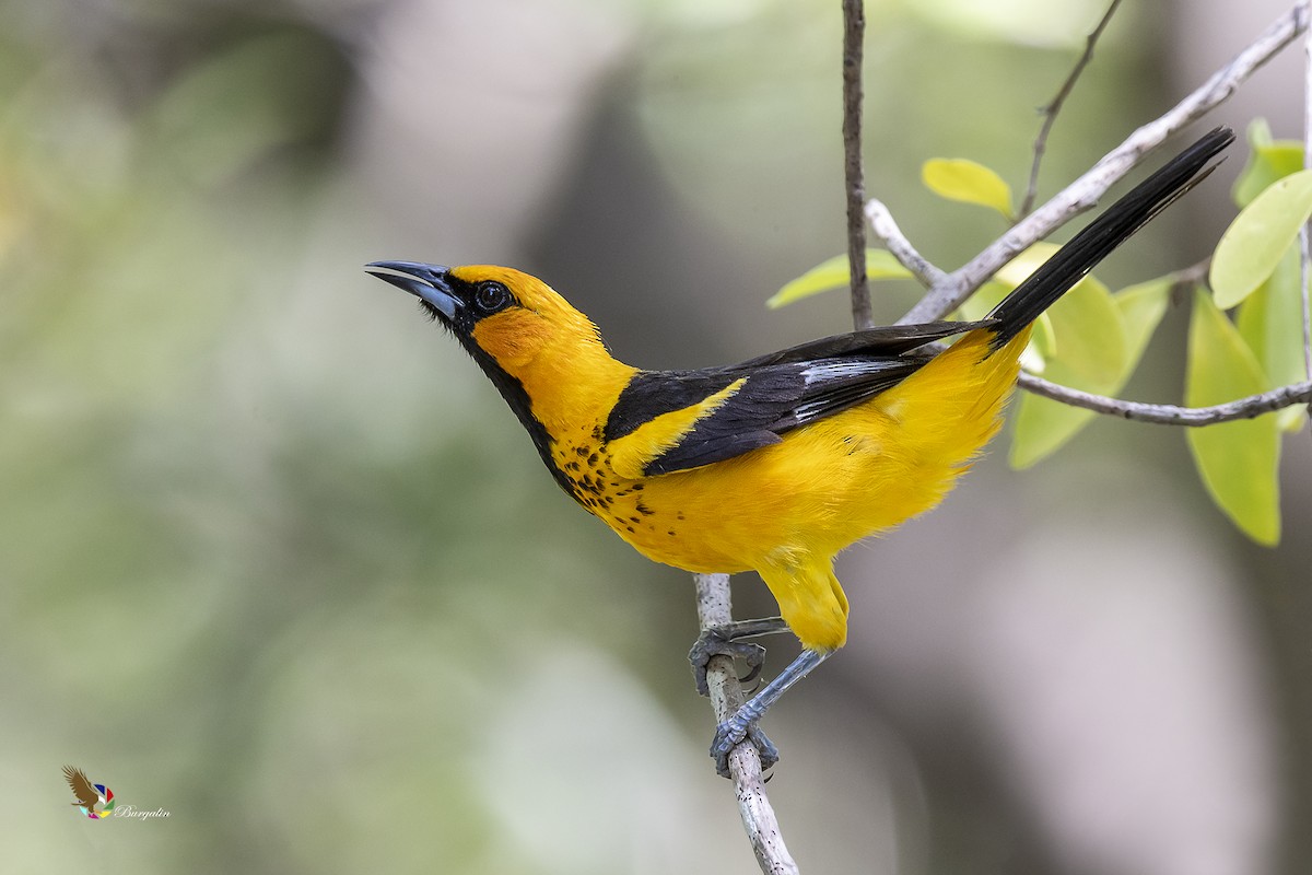 Spot-breasted Oriole - fernando Burgalin Sequeria