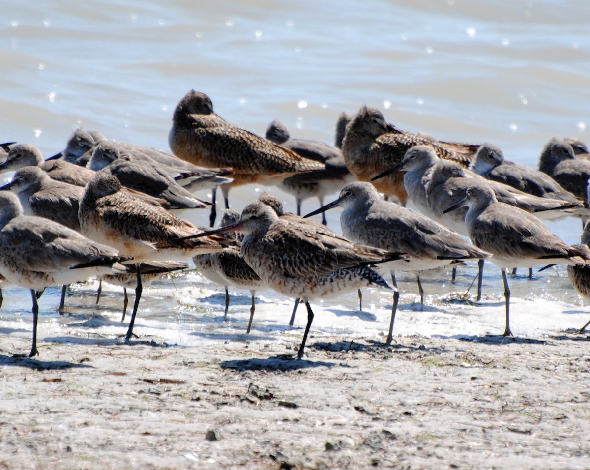 Bar-tailed Godwit - Bill Boeringer