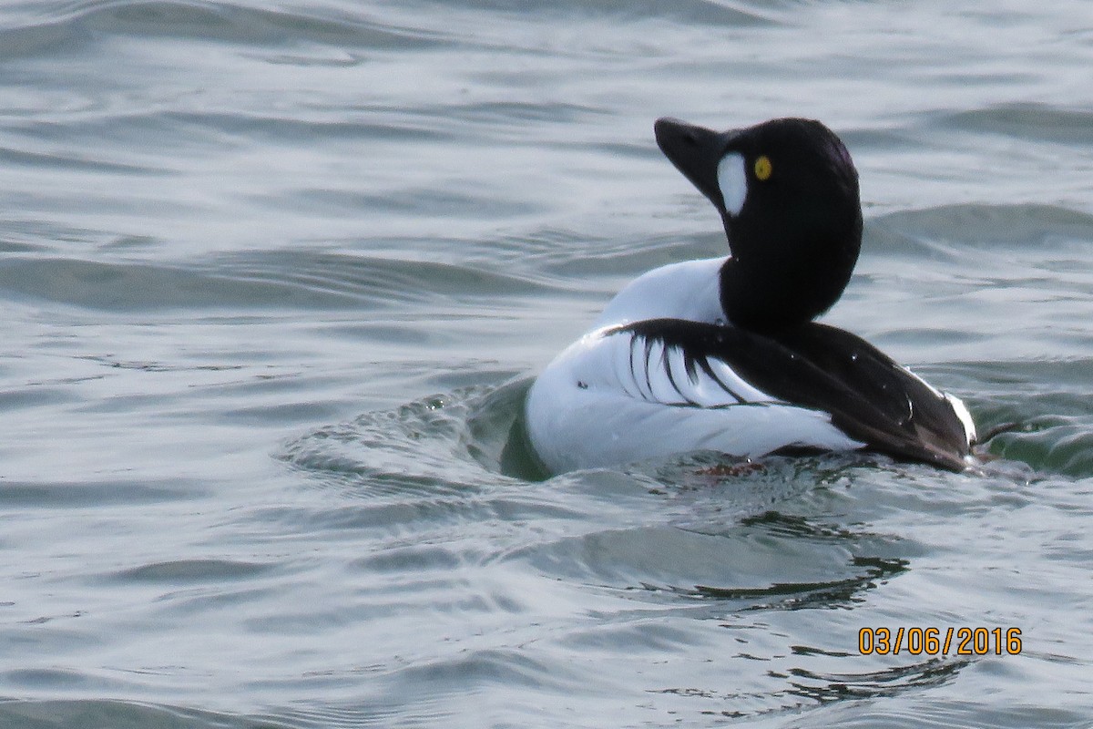 Common Goldeneye - ML25419281