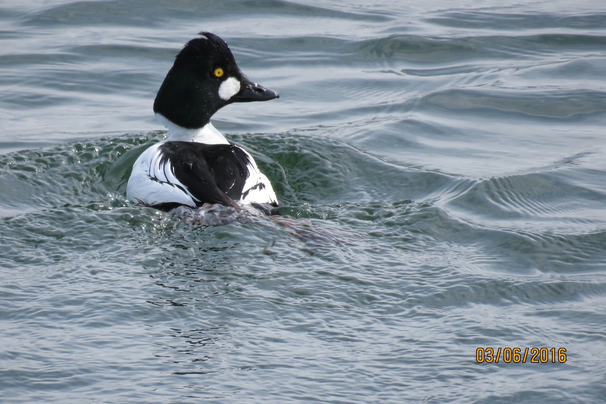 Common Goldeneye - ML25419291