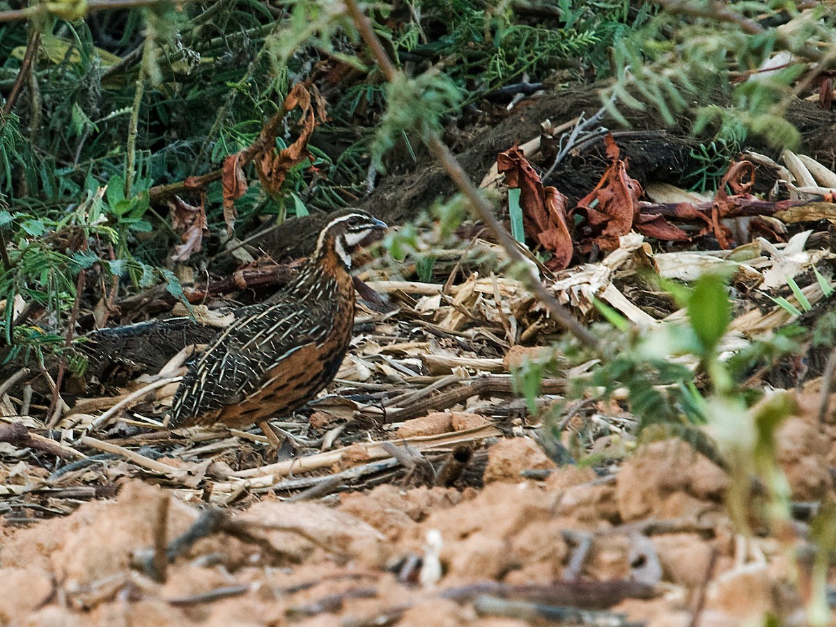 Harlequin Quail - ML254193741