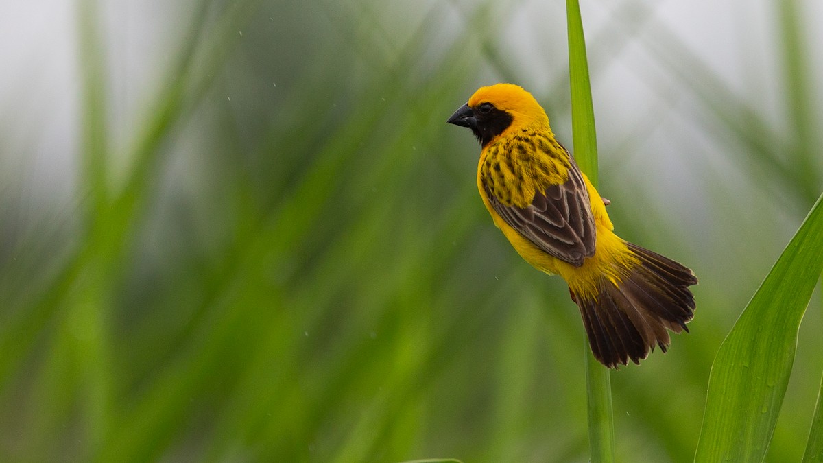 Asian Golden Weaver - ML254194241