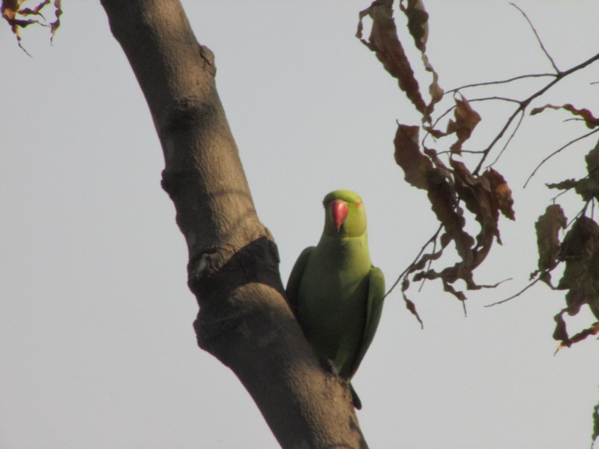 Rose-ringed Parakeet - ML254194411