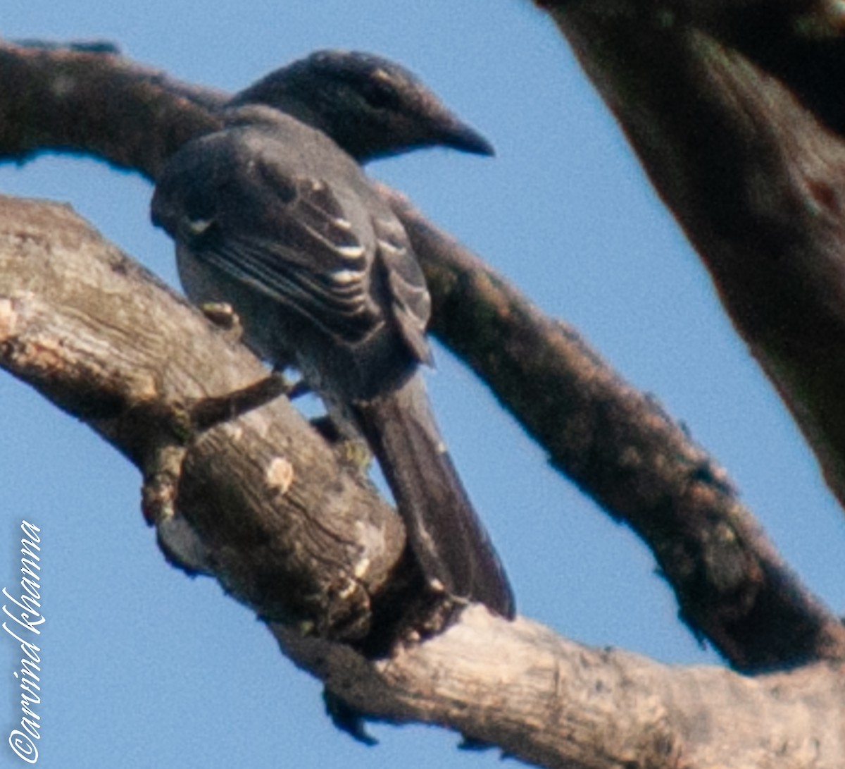 Black-headed Cuckooshrike - ML254197481