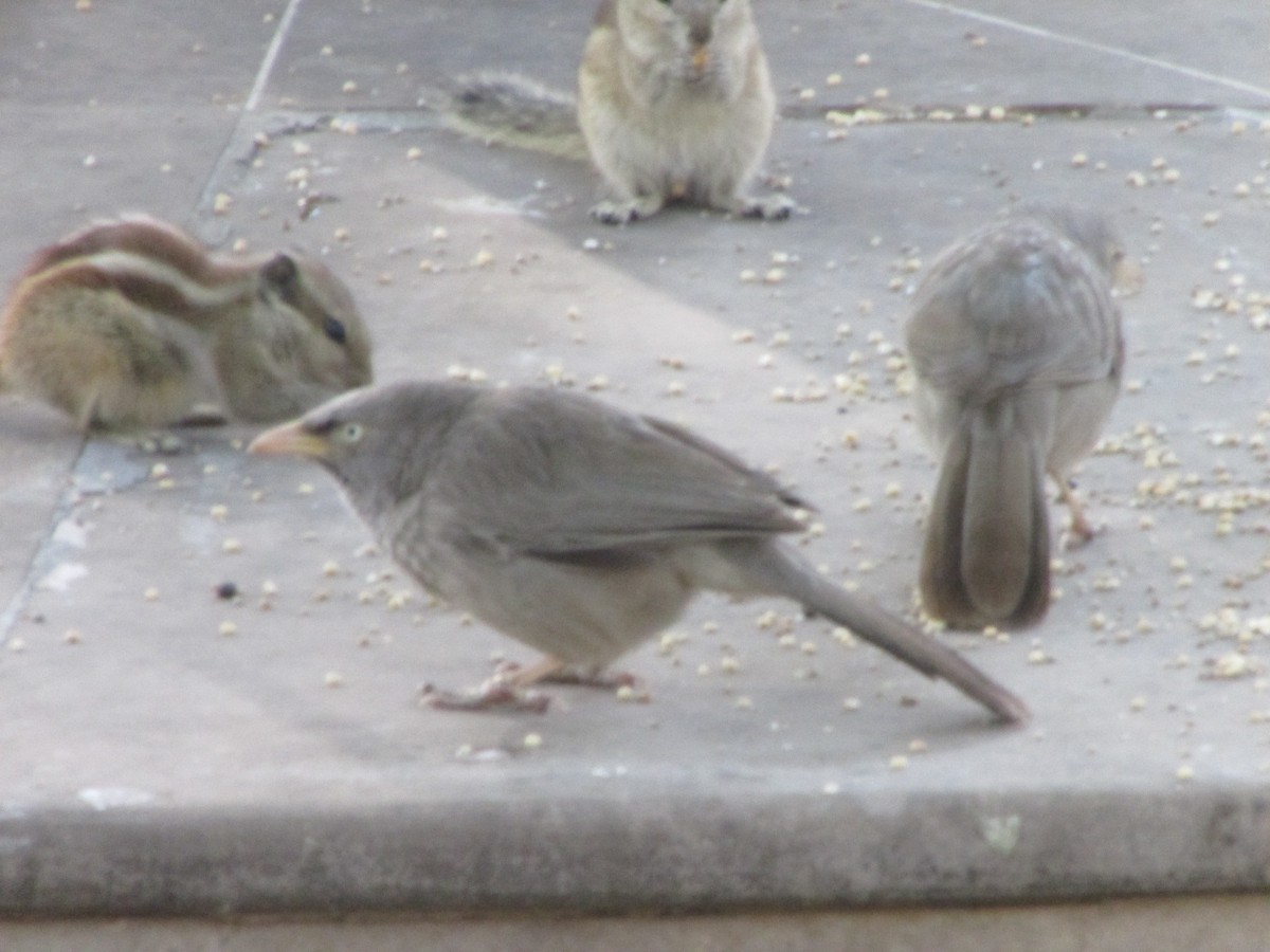 Jungle Babbler - ML254198091