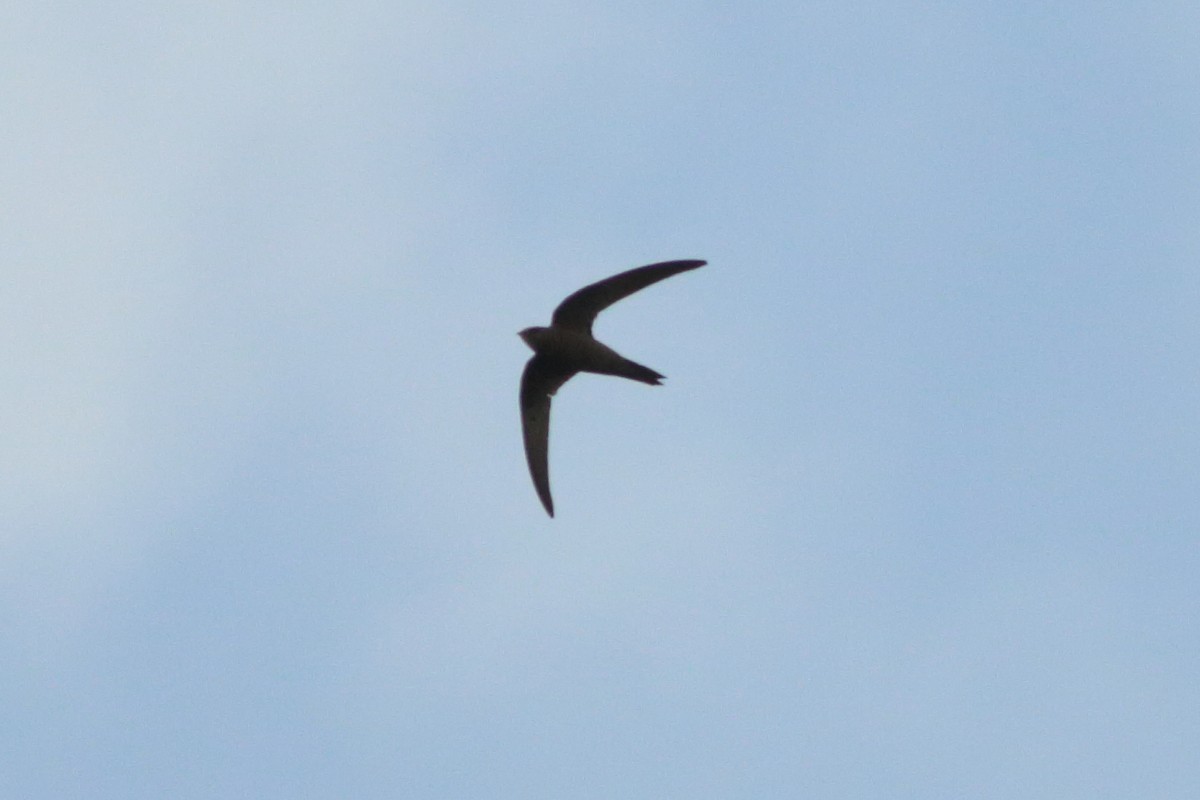 Mottled Swift - ML254200321