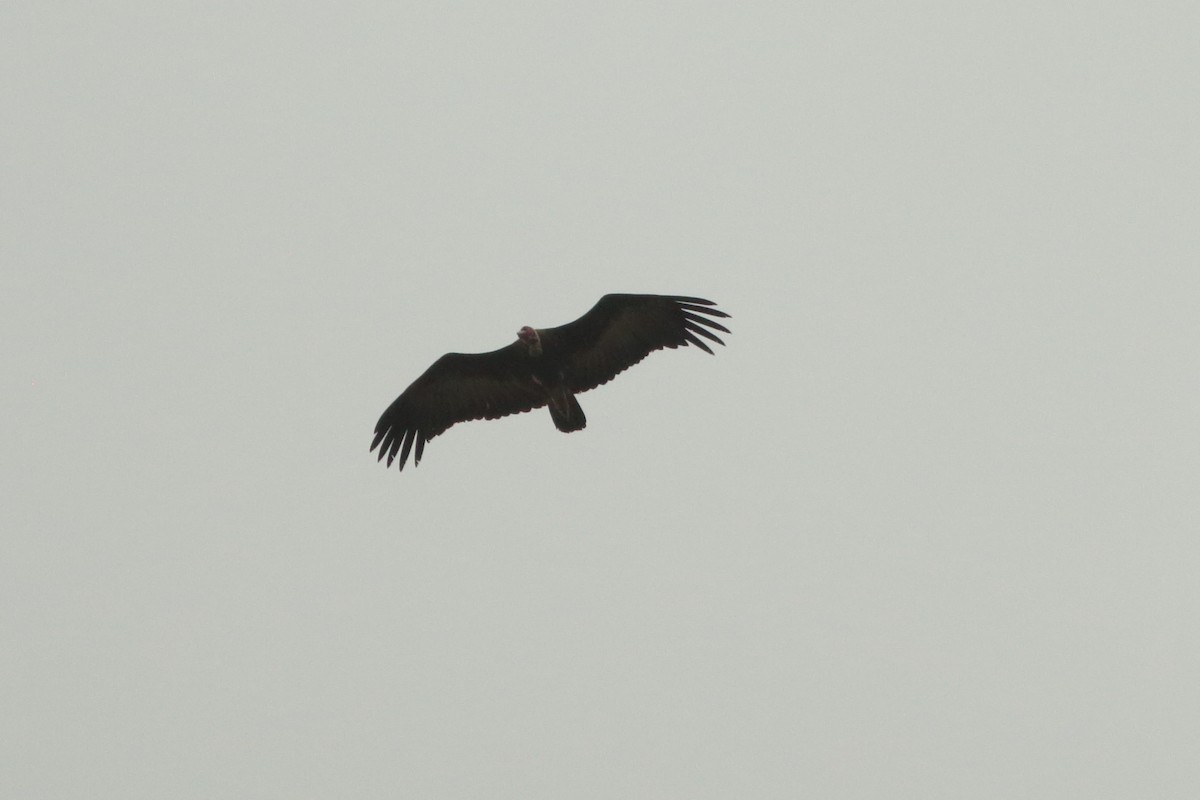 Hooded Vulture - ML254200901