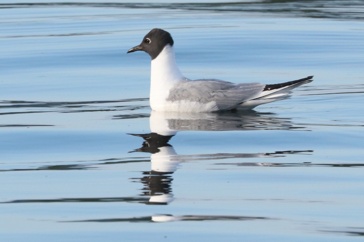 Bonaparte's Gull - Susan Francesco