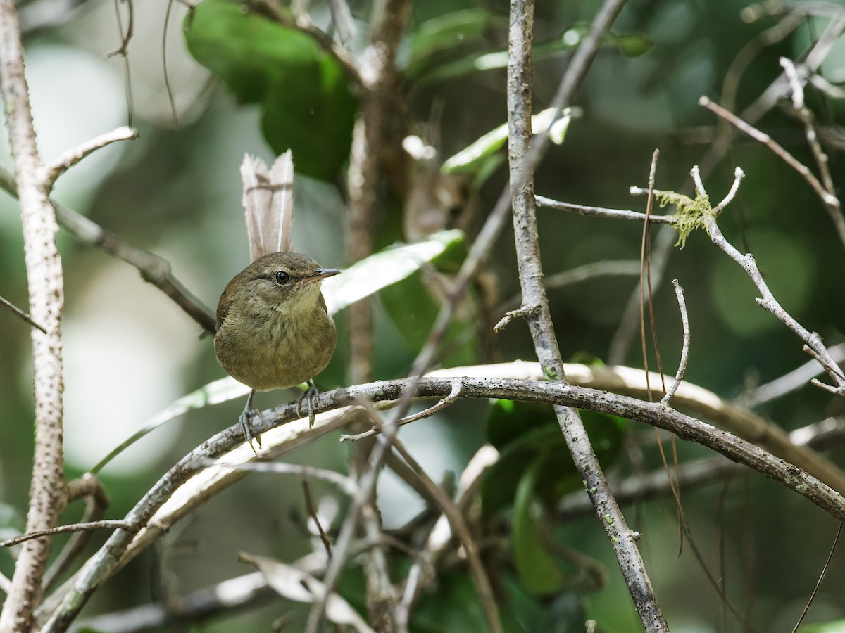 Malagasy Brush-Warbler (Malagasy) - Nick Athanas