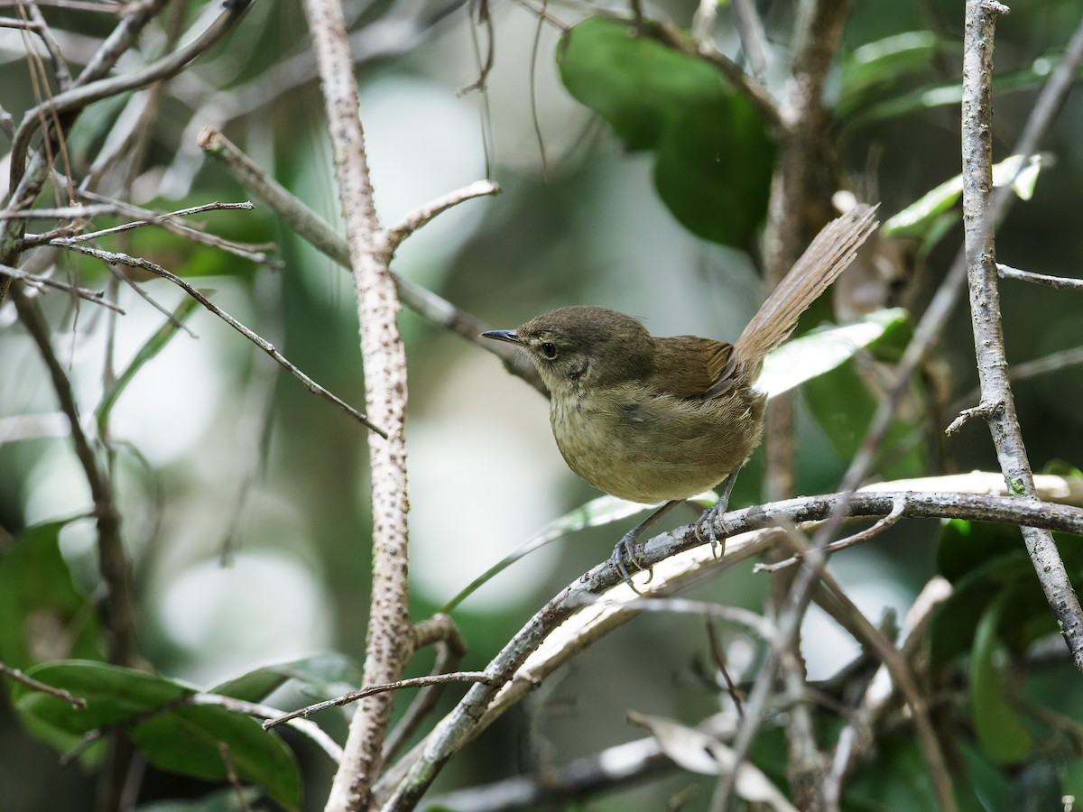 Malagasy Brush-Warbler (Malagasy) - Nick Athanas