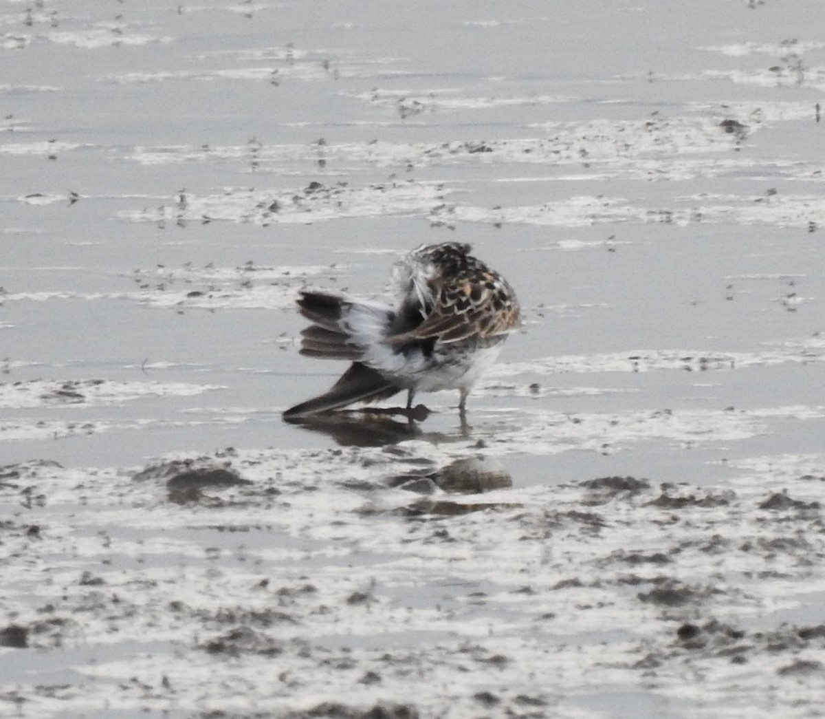 White-rumped Sandpiper - ML254204251