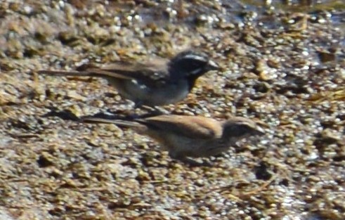 Black-throated Sparrow - ML254206741