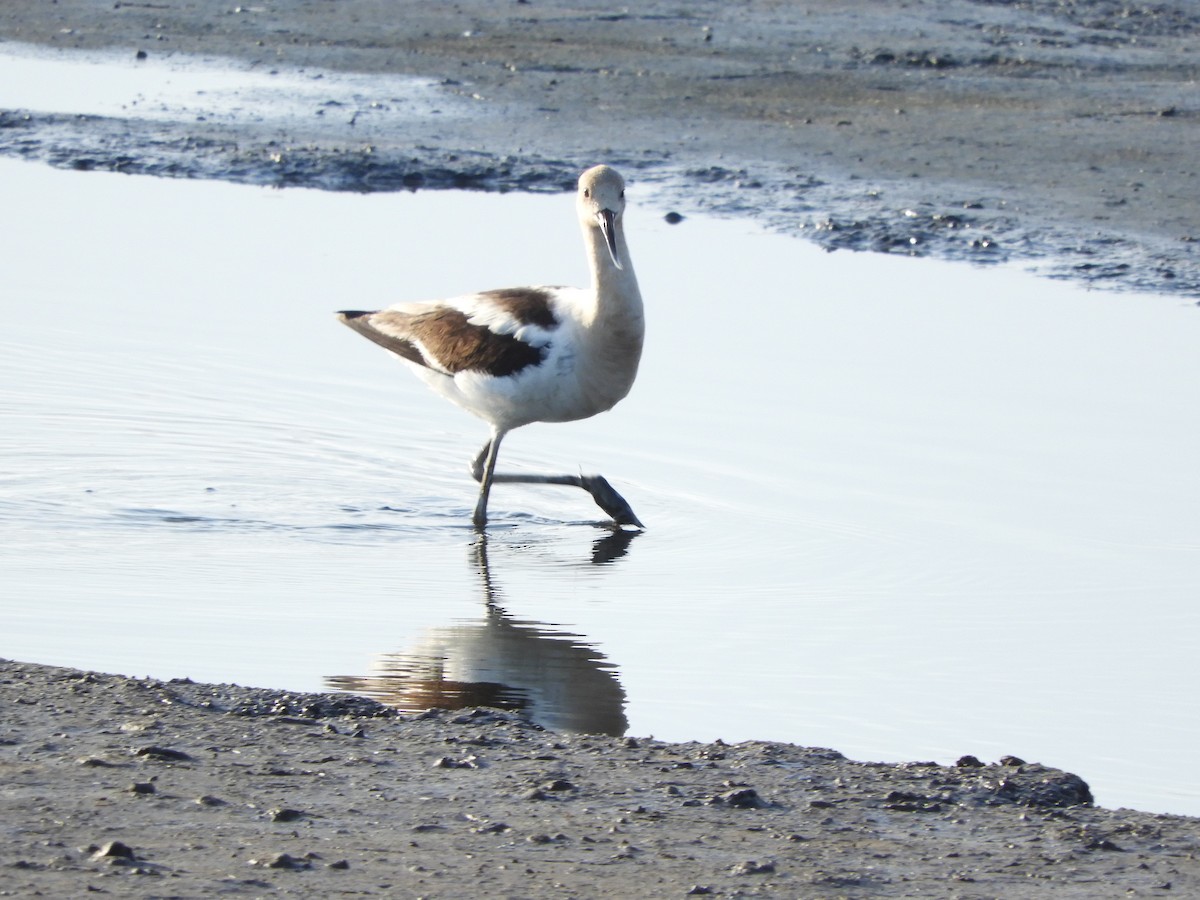 Avocette d'Amérique - ML254207251