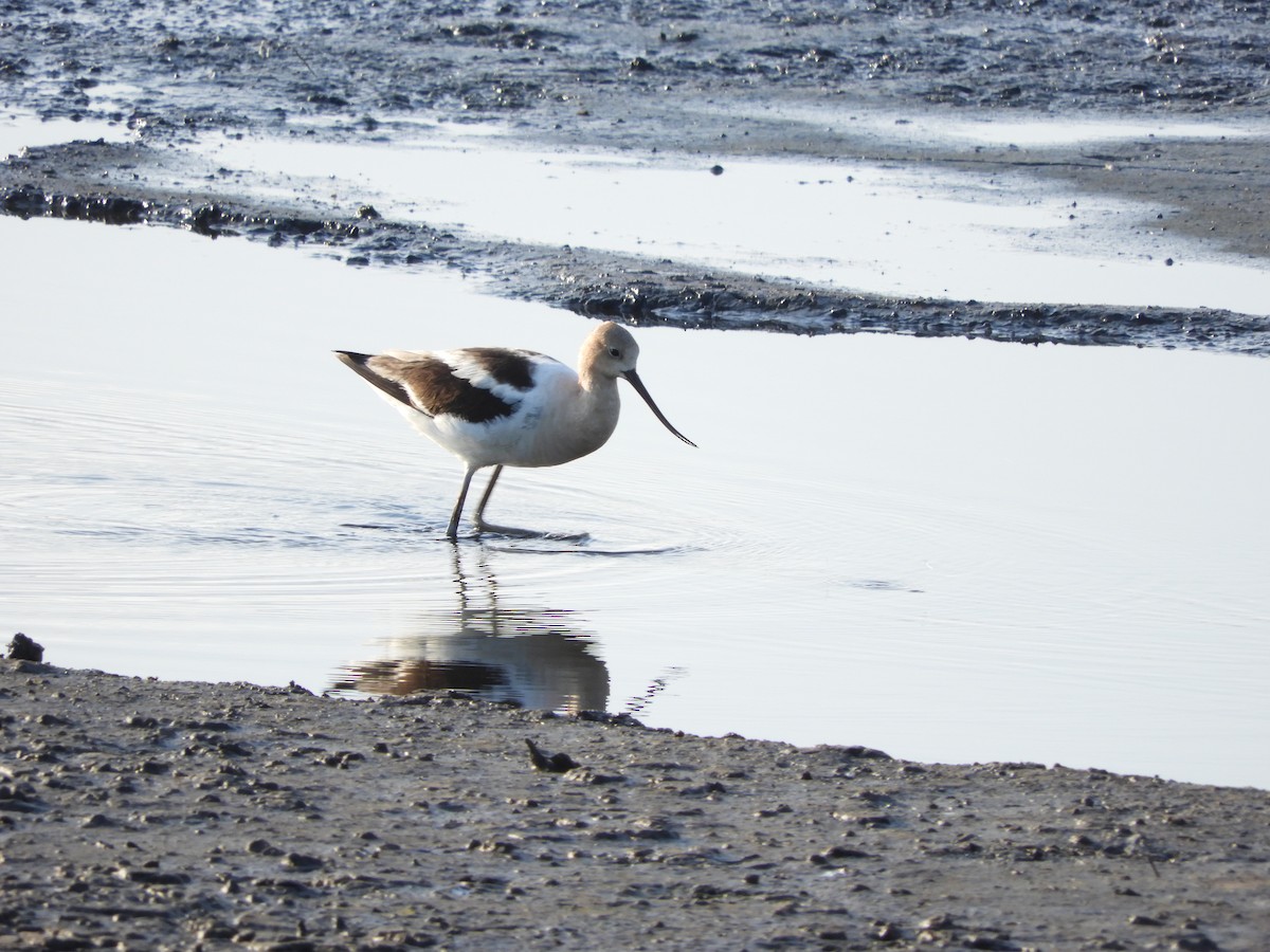 Avocette d'Amérique - ML254207261