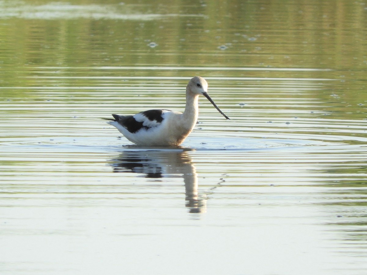 American Avocet - ML254207271