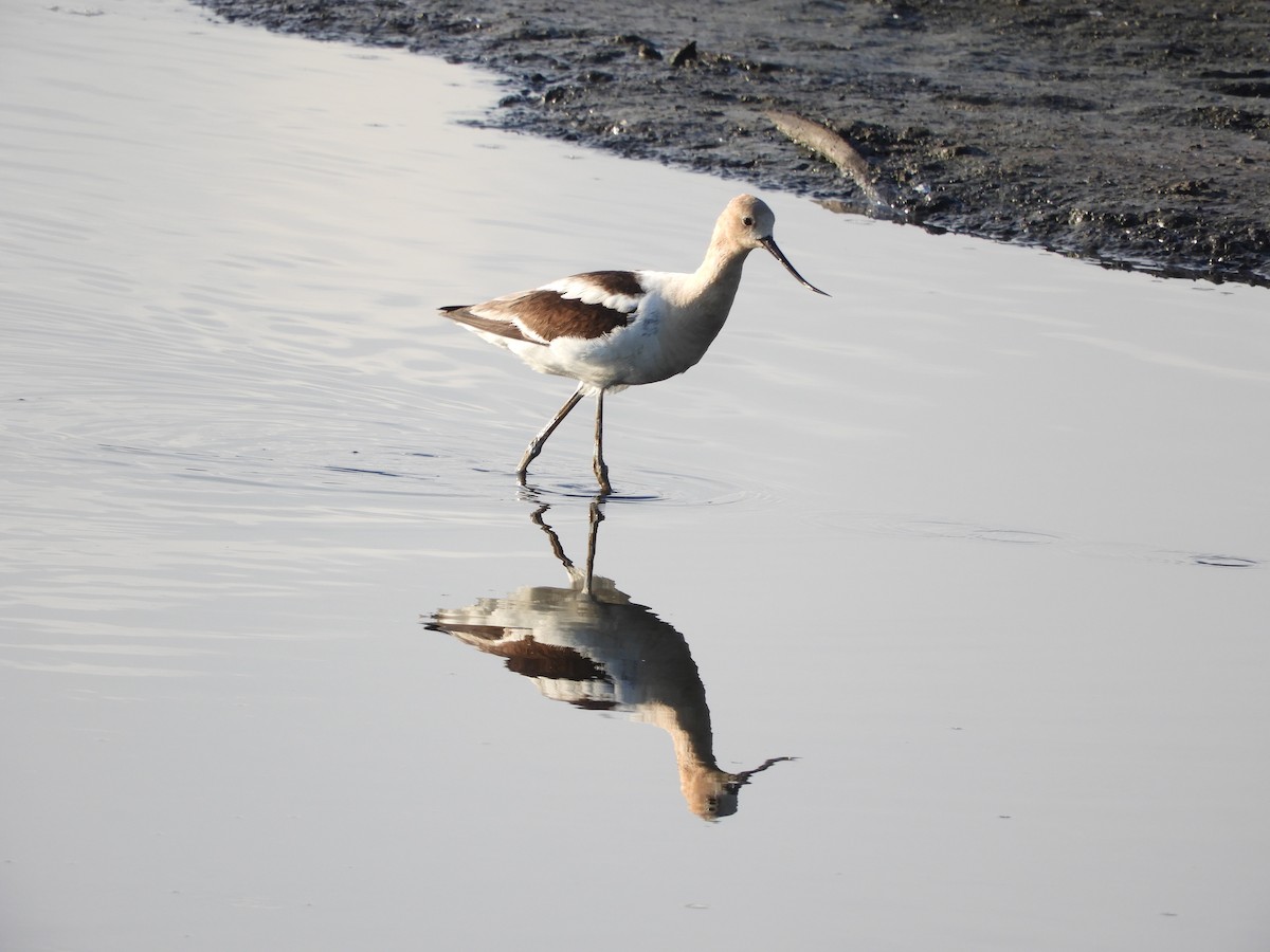 Avocette d'Amérique - ML254207281