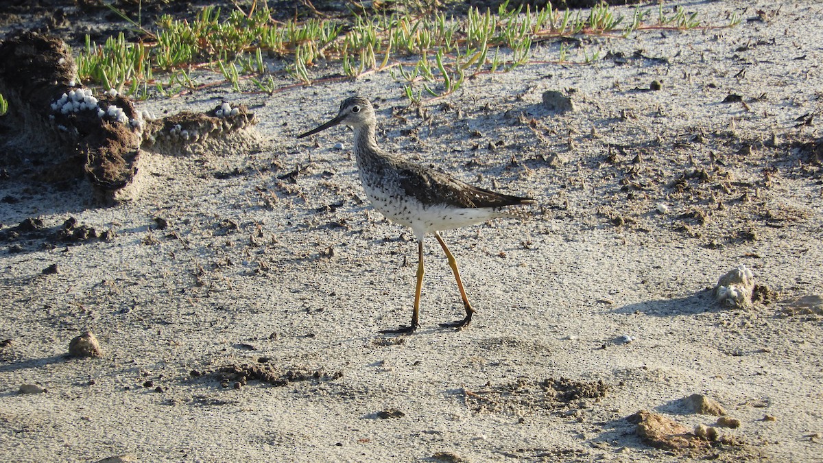 Greater Yellowlegs - ML254207911