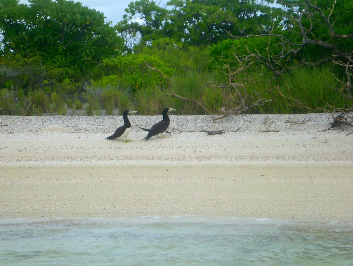 Brown Booby - ML25420801