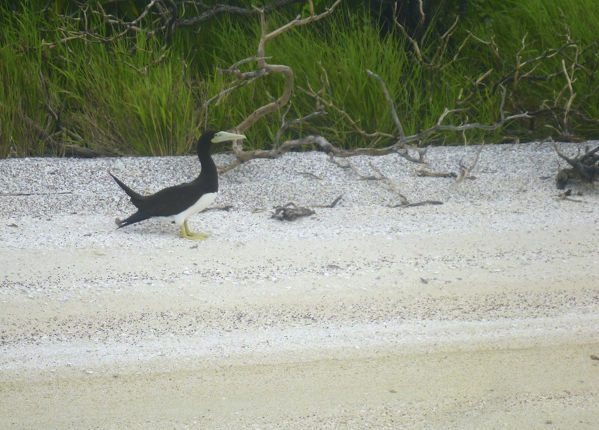 Brown Booby - Ann Taylor