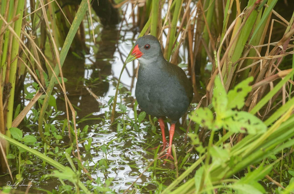 Paint-billed Crake - ML254209141