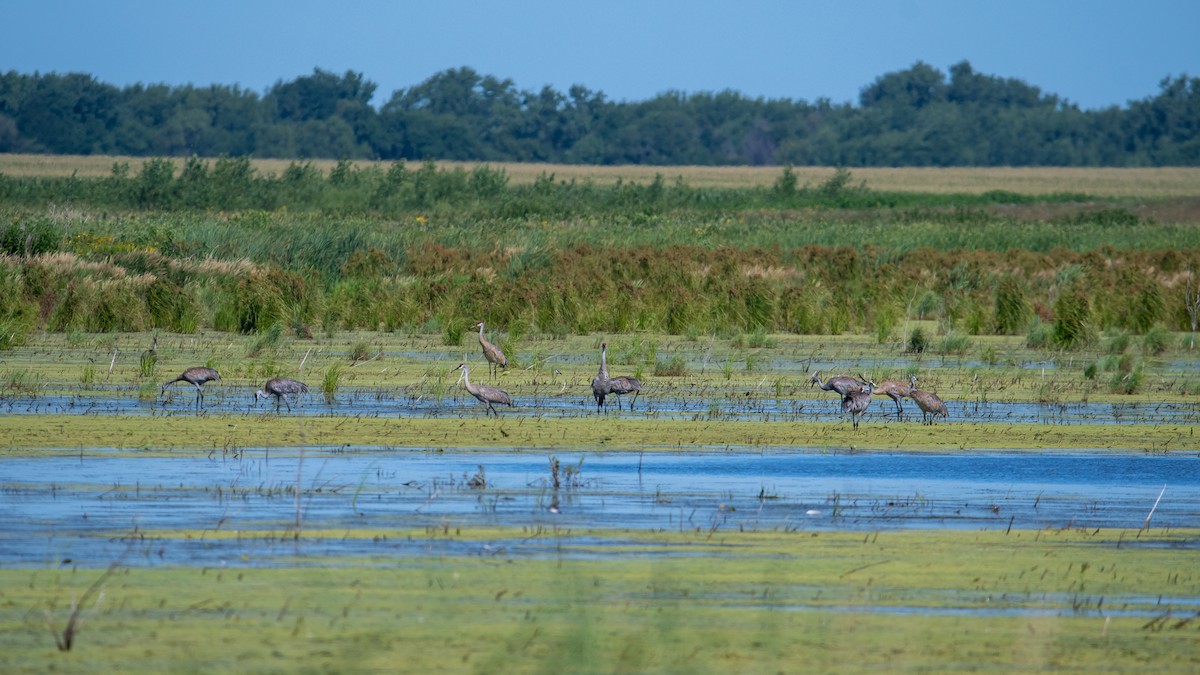 Sandhill Crane - ML254209581