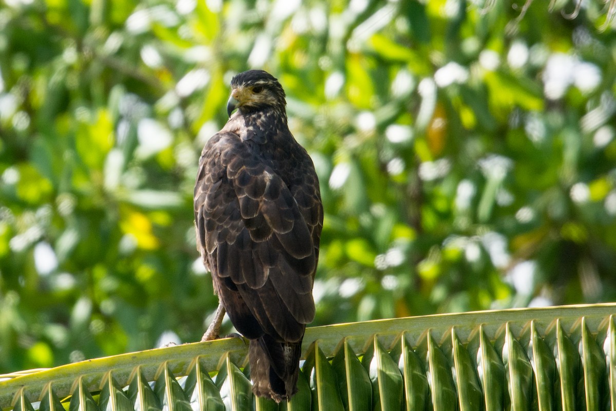 Rufous Crab Hawk - ML25420991